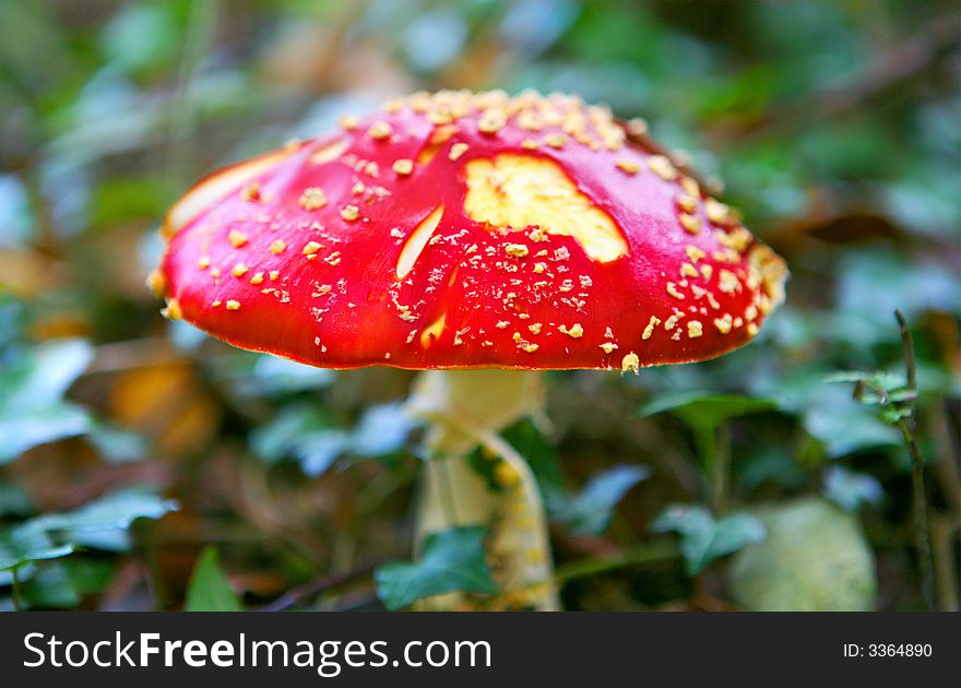 A view of a fly agaric mushroom fungi with a red cap. A view of a fly agaric mushroom fungi with a red cap.