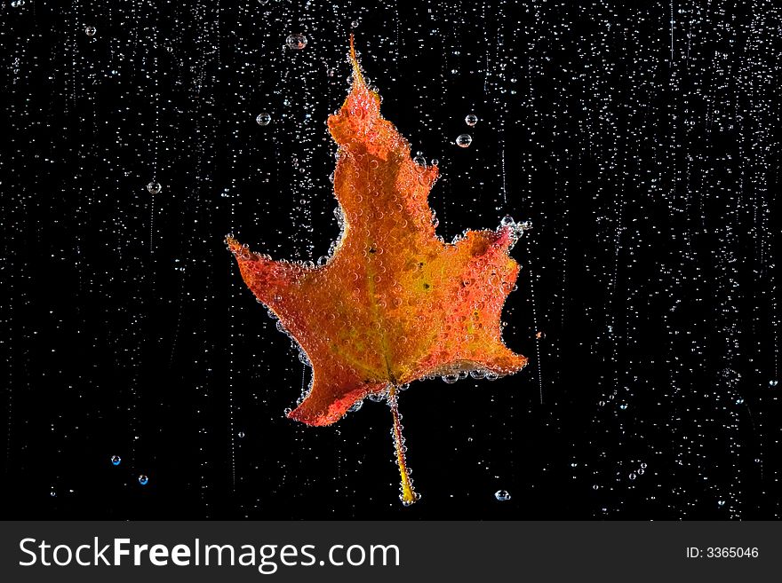 Orange and yellow autumn leaf in a clear, bubbly liquid on a black background.