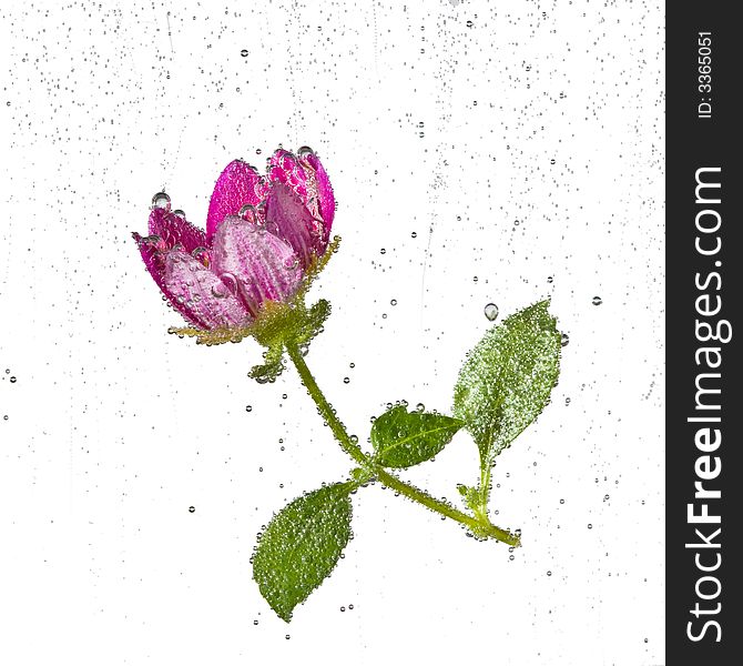 Lovely pink flower in a clear, bubbly liquid on a white background. Lovely pink flower in a clear, bubbly liquid on a white background.