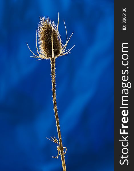 Beautiful backlit nettle against a blue background.