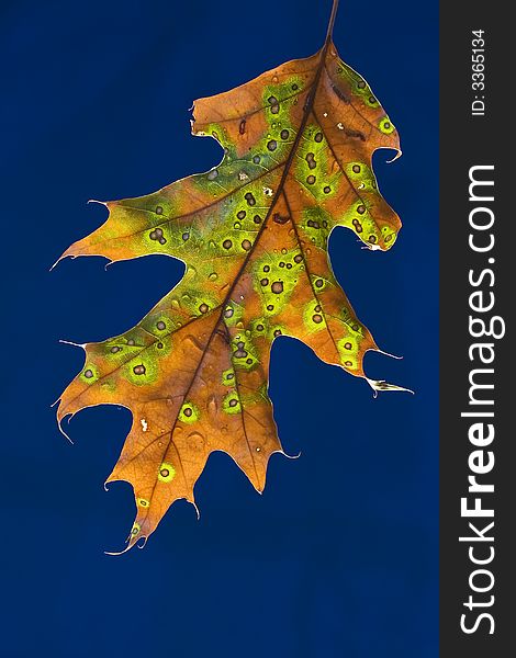 Beautifully colored leaf lit from behind with a deep blue background. Beautifully colored leaf lit from behind with a deep blue background.