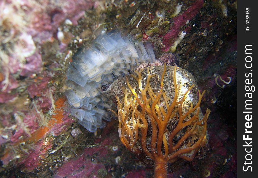 Macro photograph of Hairy triton mother snail brooding her eggs with a large holdfast of a kelp attached to her shell. Macro photograph of Hairy triton mother snail brooding her eggs with a large holdfast of a kelp attached to her shell.