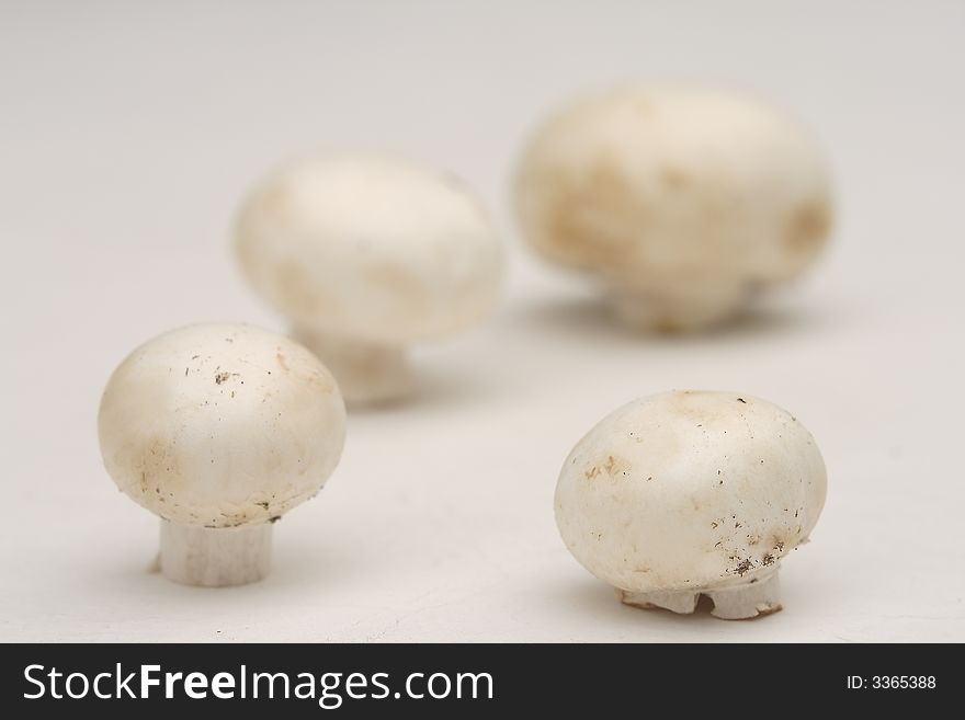 Four fresh champignons standing on stems