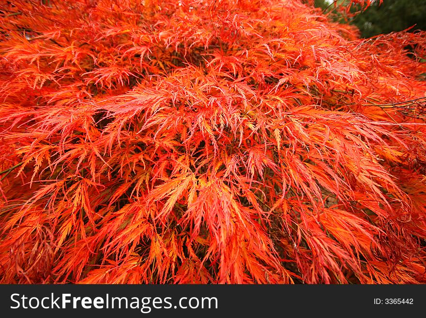 Japanese fire bushes in fall - detail for use as a design background. Japanese fire bushes in fall - detail for use as a design background