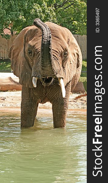 Playful elephant cooling off in the water on a hot day at the zoo. Playful elephant cooling off in the water on a hot day at the zoo