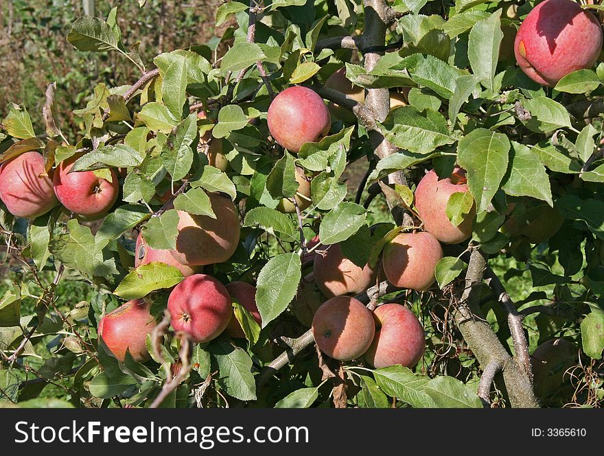 These apples are pick in fall season. These apples are pick in fall season