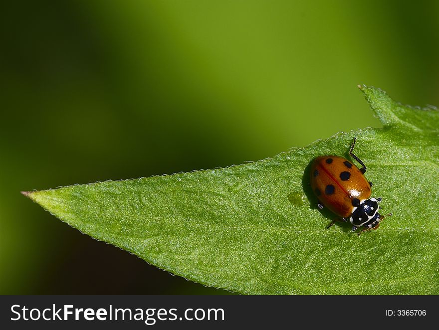 Lady-beetle on flower to the sunset