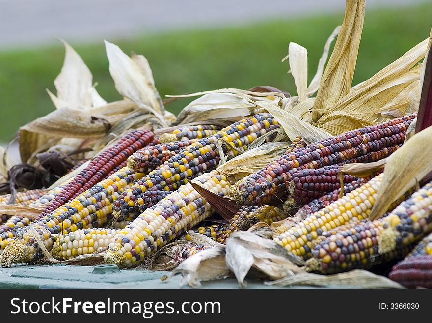 A harvest of colourful and decorative corn cobs. A harvest of colourful and decorative corn cobs