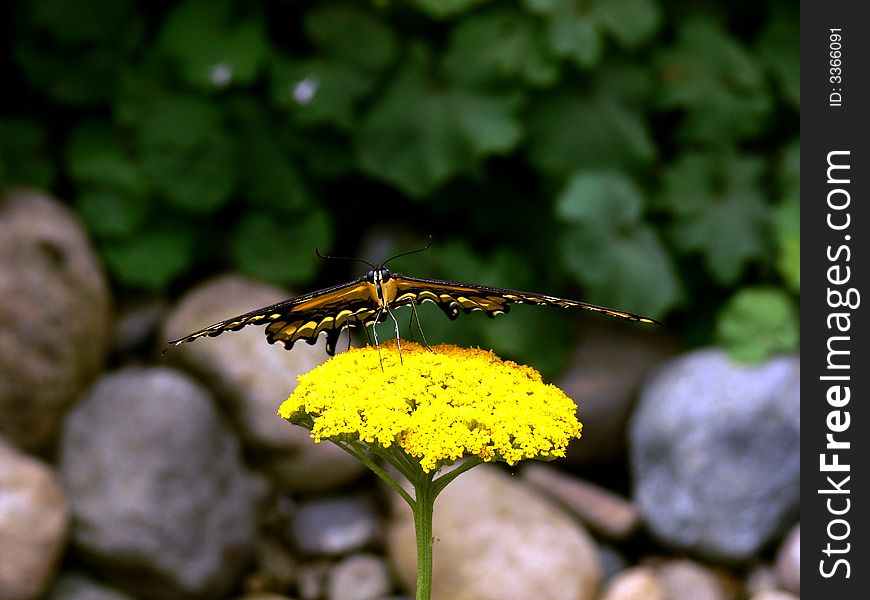 A shot of a butterfly from a unique angle, sitting on a yellow flower. A shot of a butterfly from a unique angle, sitting on a yellow flower.