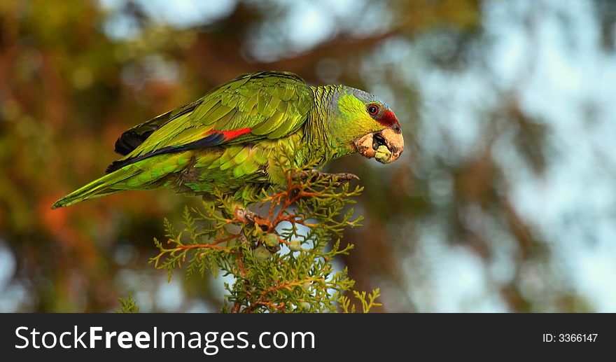 Red-crowned Parrot (Female) in a tree