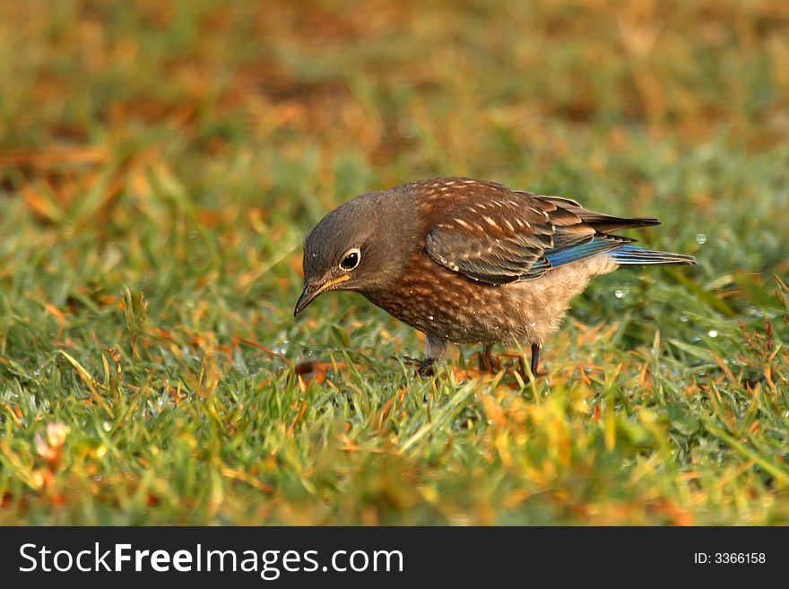 Western Bluebird (Juvenile) and his worm