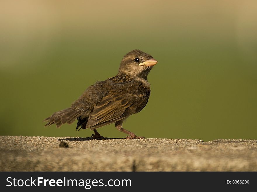 Cute Sparrow Baby looking back