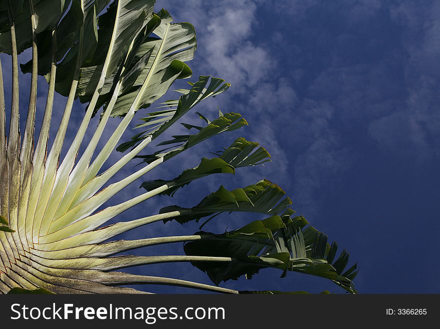 Fronds of palm tree under blue skies