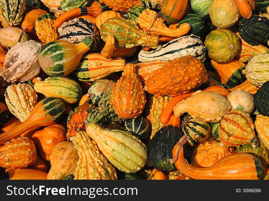 Gourds harvested at Thanksgiving time. Gourds harvested at Thanksgiving time