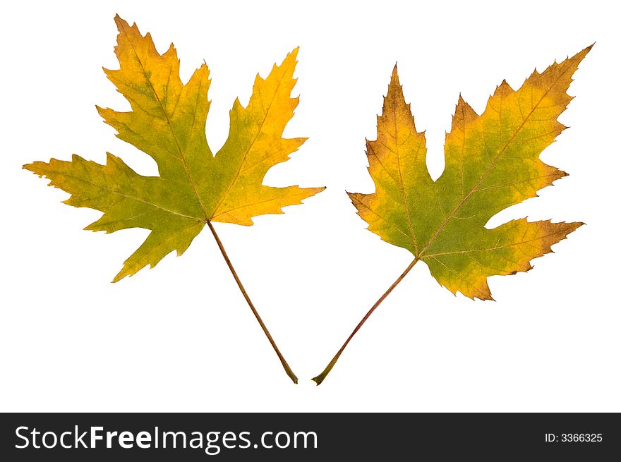 Two autumn leafs isolated on white. Two autumn leafs isolated on white