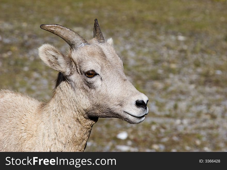 Portrait of a Rocky Mountain Sheep.