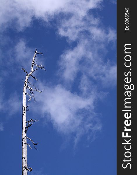 A single dead tree in the left of the frame with a cloudy blue sky back ground. A single dead tree in the left of the frame with a cloudy blue sky back ground