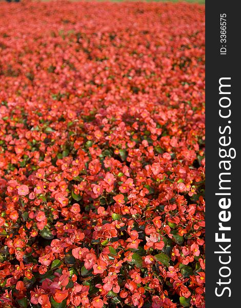 Large and long field of red flowers. Large and long field of red flowers
