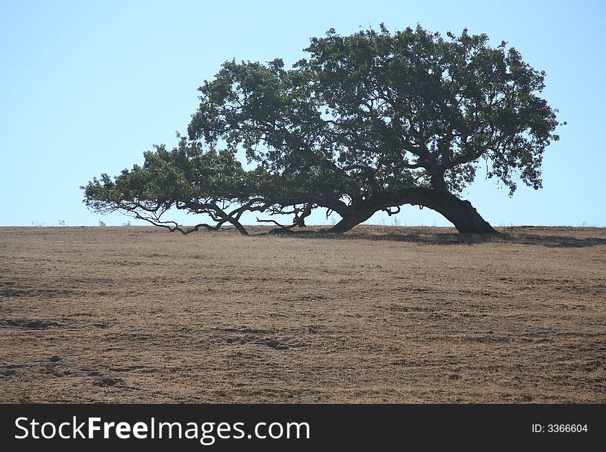 Leaning tree on crest of hill near Solvang California