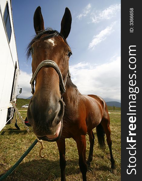 A horse up close with a huge head and small body, appearing to speak. A horse up close with a huge head and small body, appearing to speak