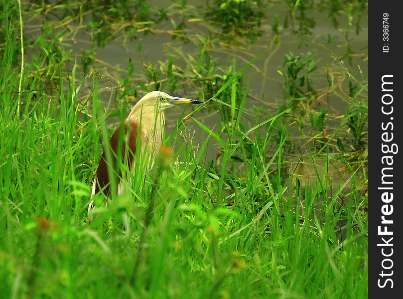 Heron hiding