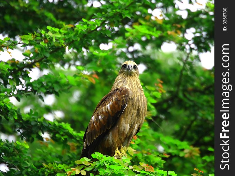 Eagle on Perch