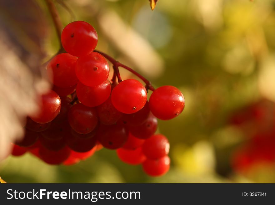 Cluster of berries of a guelder-rose red in beams of the evening sun