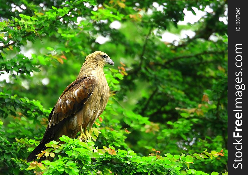 Eagle sitting on the meadow and looking for prey. Eagle sitting on the meadow and looking for prey