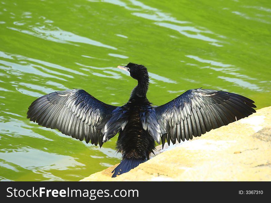 Black duck on perch