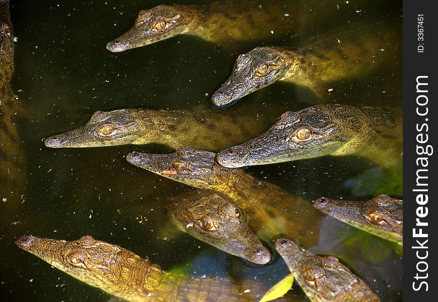 Junior Crocodiles taken in pool in Kenya