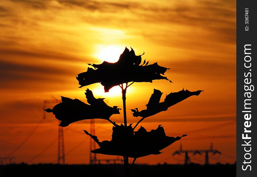 Black leafs on background with sunset and high-tension line. Black leafs on background with sunset and high-tension line
