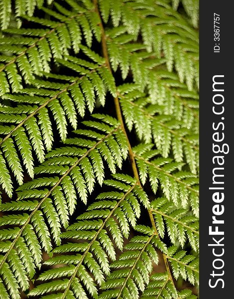 Close-up of Tree Fern fronds or leaves