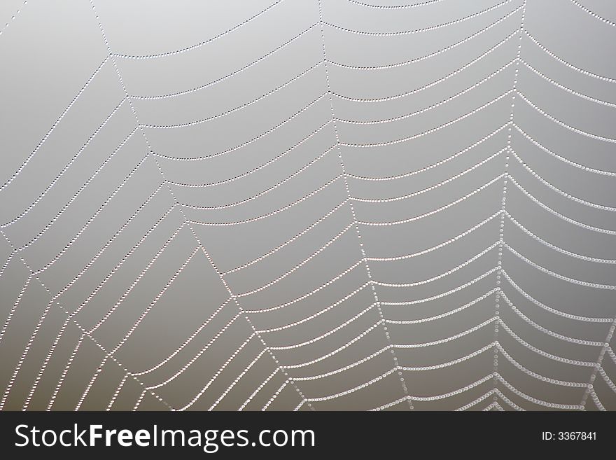 Web in a wood, morning and drops of water on it. Web in a wood, morning and drops of water on it