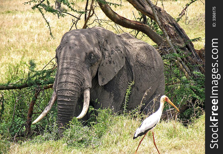 The elephant and the stock, Masai Mara, kenya. The elephant and the stock, Masai Mara, kenya