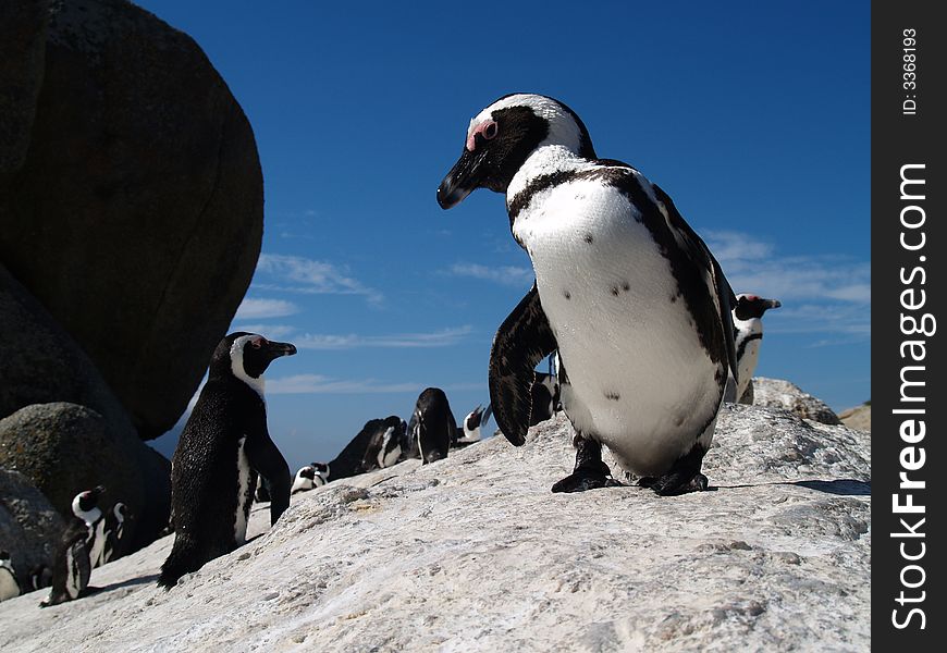 BoulderÅ› Penguins.