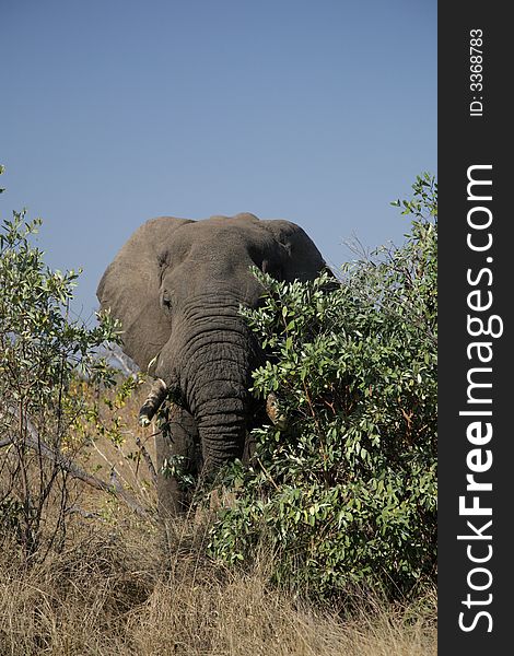 Elephant in the Kruger National park, South Africa