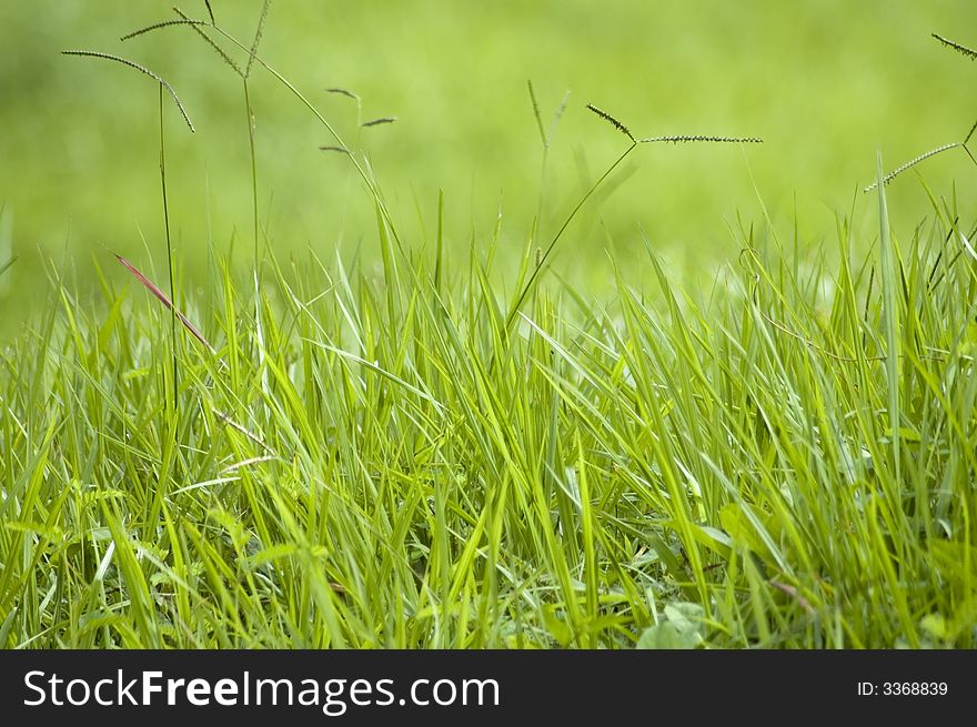 Green fresh grass blades background. Green fresh grass blades background