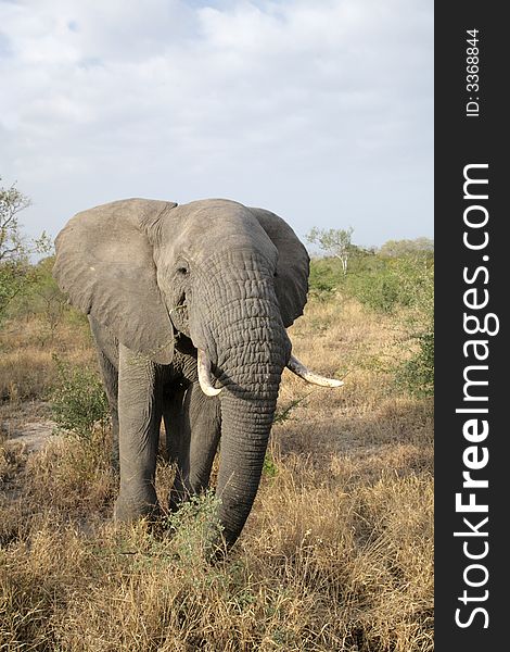 Elephant in the Kruger National park, South Africa