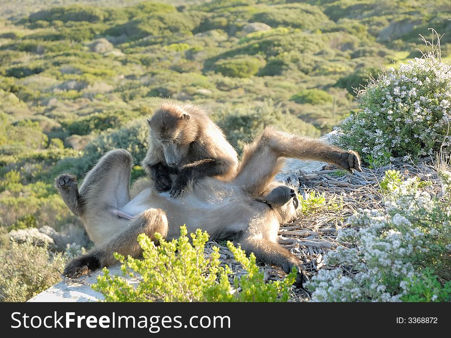 Cape Apes