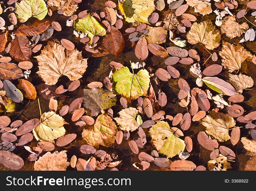 Dry autumn leaves on the water - texture