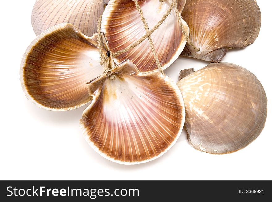 Sea shells background