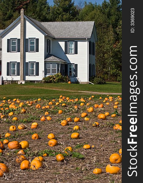 Pumpkins patch and the country house