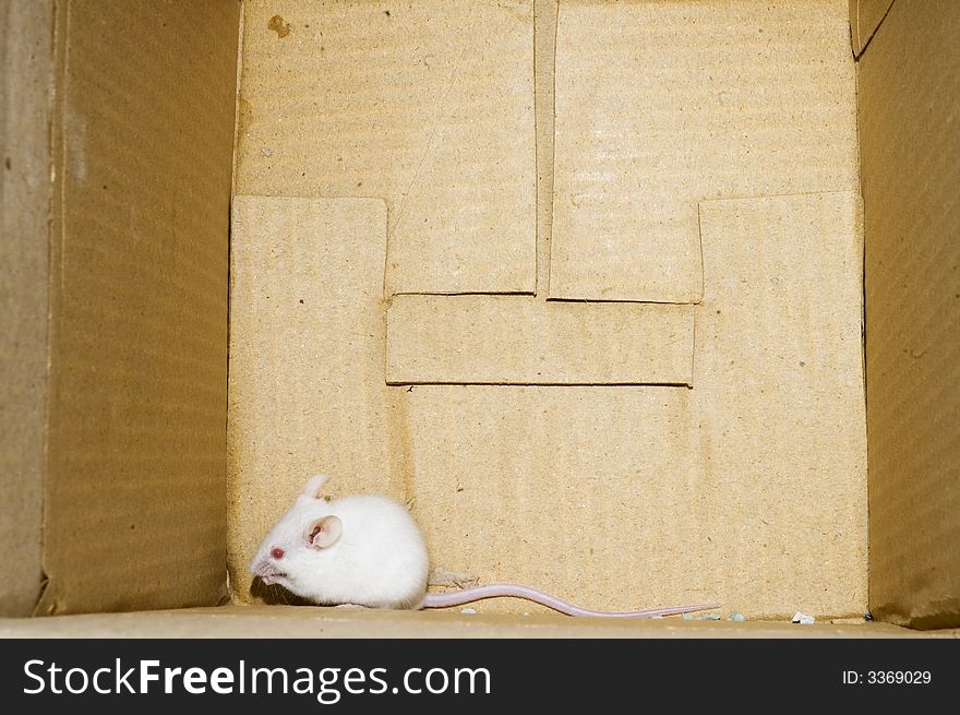 White mouse on a box background. White mouse on a box background