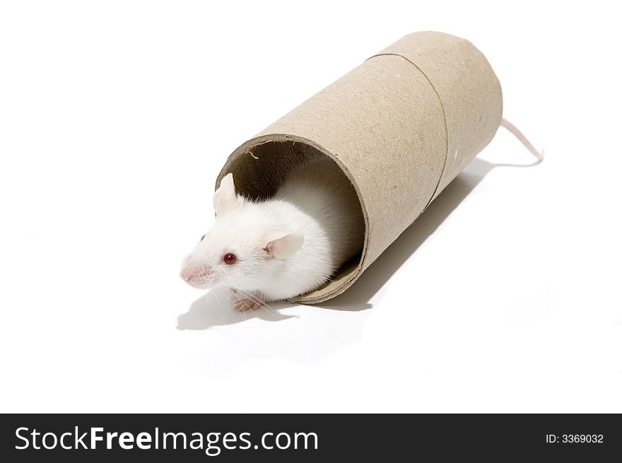 White Mice On A Roller