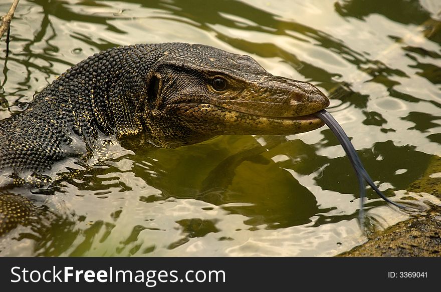 Malayan monitor lizard at ease in the water while flicking its long forked tongue to smell its environment through the air. Malayan monitor lizard at ease in the water while flicking its long forked tongue to smell its environment through the air.