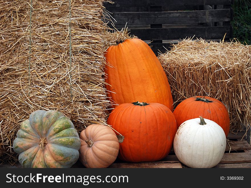Variety of fall pumpkin at the farmer's market. Variety of fall pumpkin at the farmer's market.