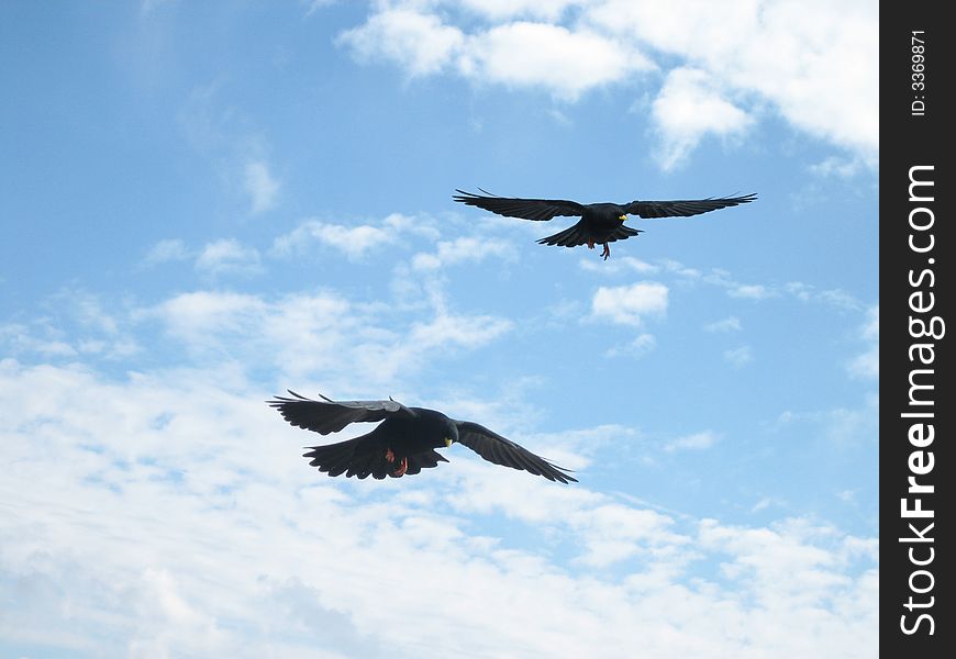 Black bird flying with a yellow beak over a rock. Black bird flying with a yellow beak over a rock