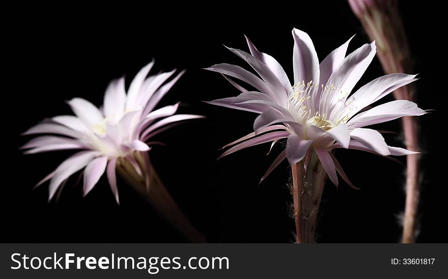 Lily cactus flower on black background