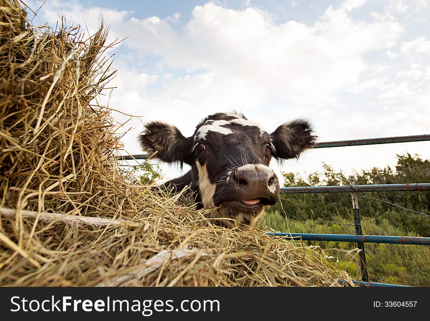 Closeup of a smiling black Angus steer with haybale in foreground. Closeup of a smiling black Angus steer with haybale in foreground