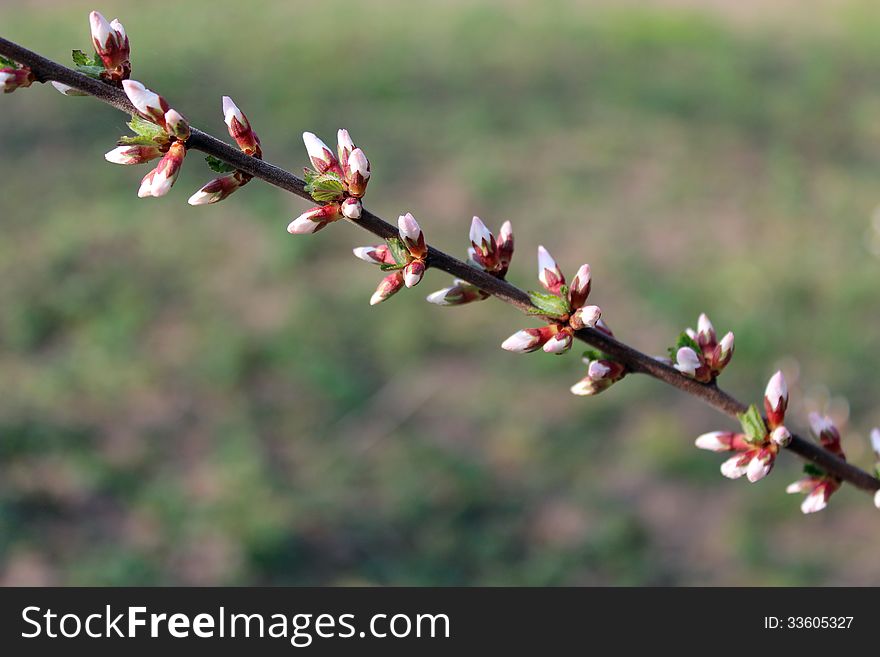 Unopened buds of Prunus tomentosa&#x27;s flowers